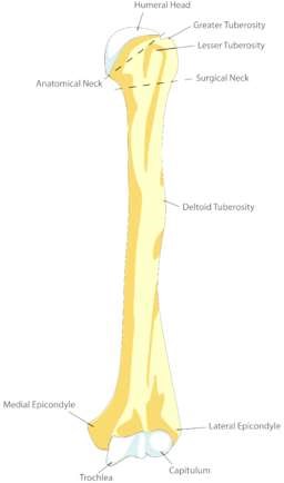 Humerus Front